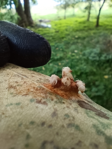 Pear Rust