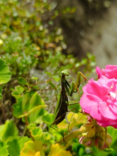 European Mantis