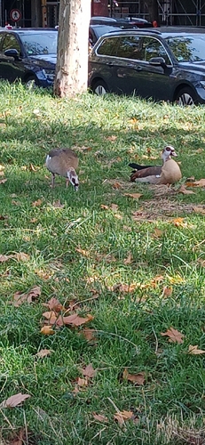 Egyptian Goose
