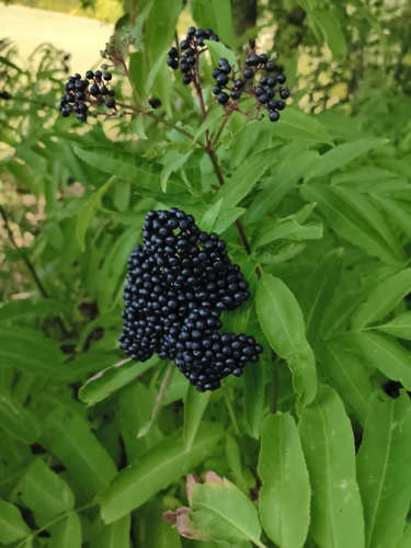 Dwarf Elder
