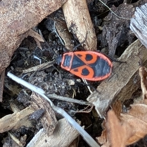 European Firebug