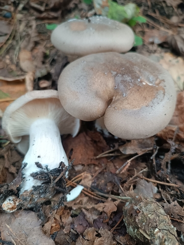 Cloudy Clitocybe