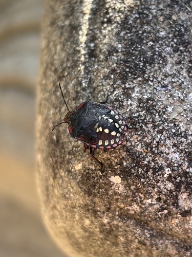 Southern Green Stink Bug