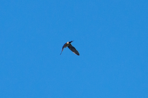 Eastern Red-rumped Swallow