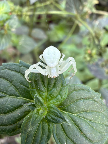 Goldenrod Crab Spider