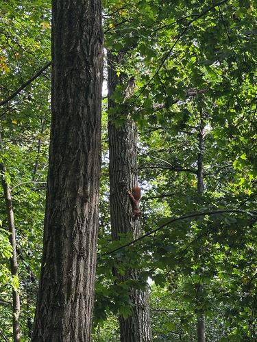 Eurasian Red Squirrel