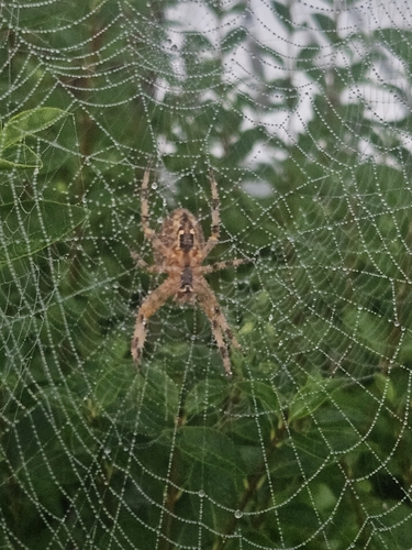 Cross Orbweaver
