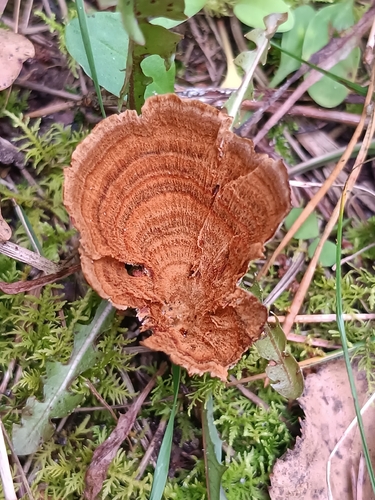 Brown Funnel Polypore