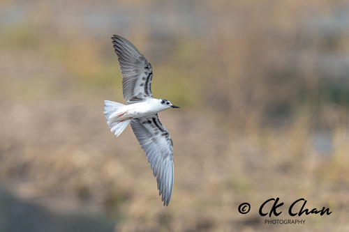 White-winged Tern