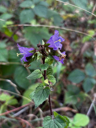 Nettle-leaved Bellflower