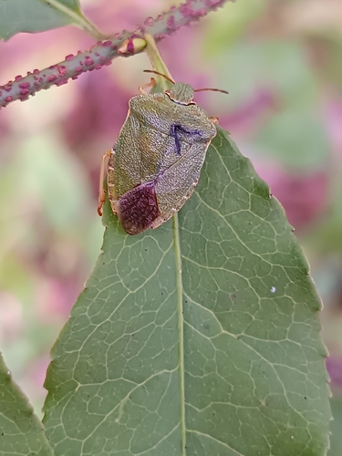 Green Shield Bug