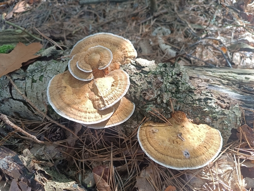 Thin-walled Maze Polypore