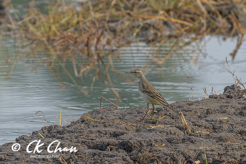 Eastern Yellow Wagtail
