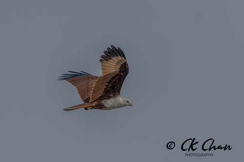 Brahminy Kite (Sunda)