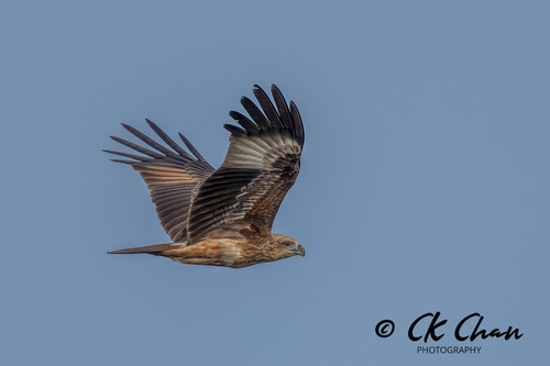 Brahminy Kite