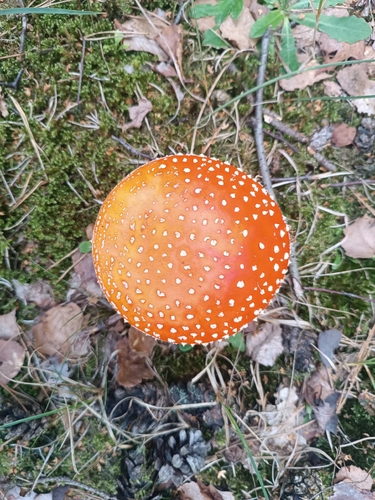 Fly Agaric