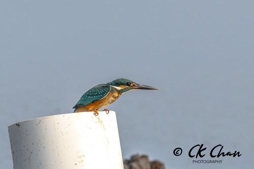Common Kingfisher