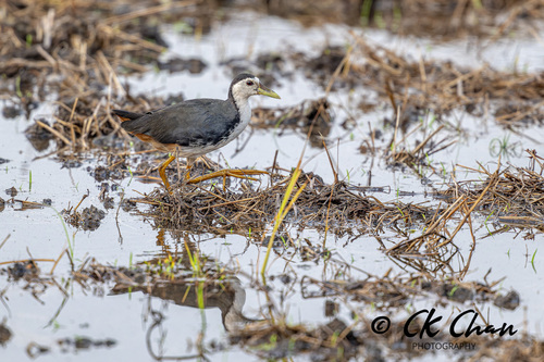 White-breasted Waterhen