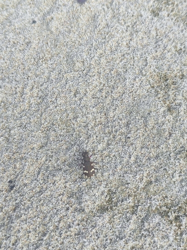Northern Dune Tiger Beetle