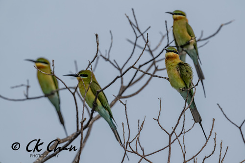 Blue-tailed Bee-eater