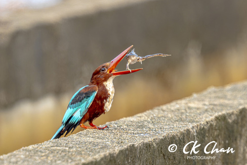 White-throated Kingfisher