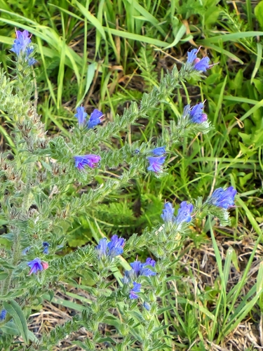viper's-bugloss