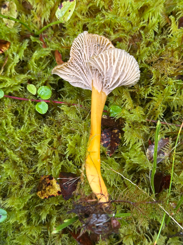 Yellowfoot