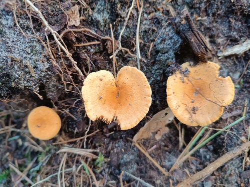 False Chanterelle