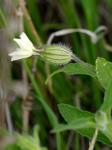 white campion