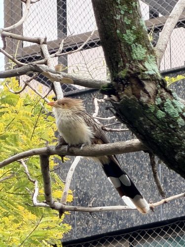 Guira Cuckoo