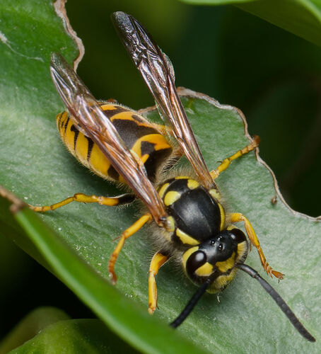 German Yellowjacket