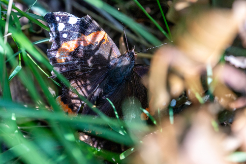 Red Admiral