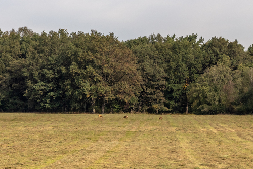 Western Roe Deer