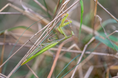 European Mantis