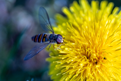 Marmalade Hover Fly