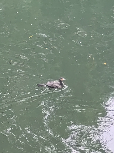 Great Cormorant