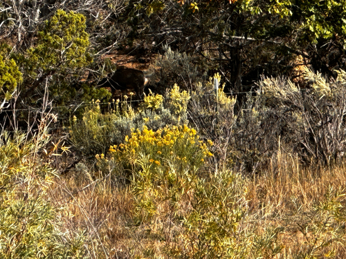 Rocky Mountain Mule Deer