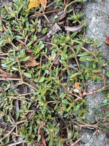 Common Purslane