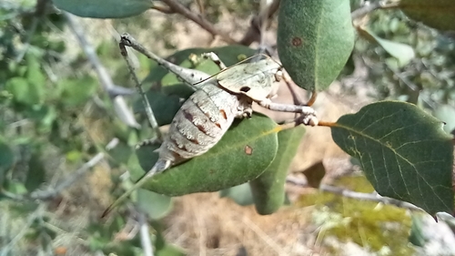 Two-toothed Bush-cricket