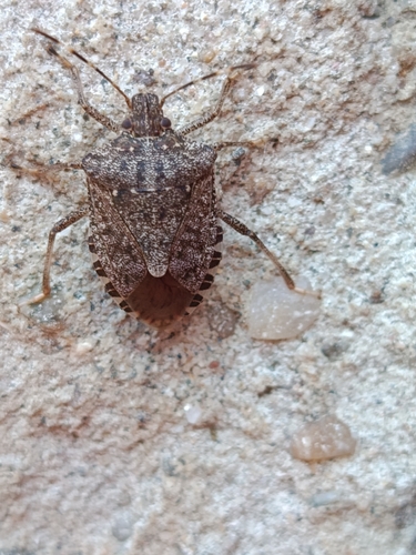 Brown Marmorated Stink Bug