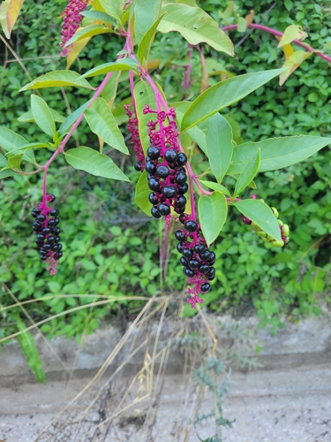American pokeweed