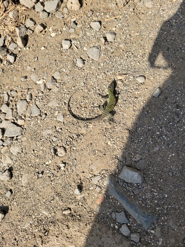 Podarcis muralis nigriventris
