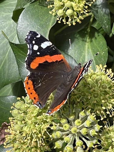 Red Admiral