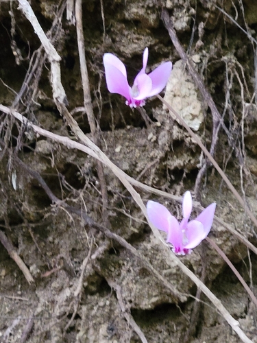 Ivy-leaved cyclamen