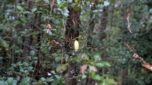 Joro Spider
