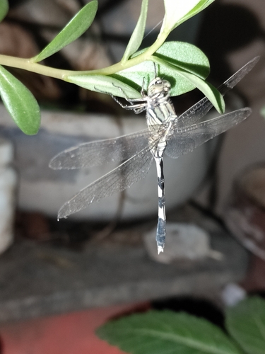 Slender Skimmer