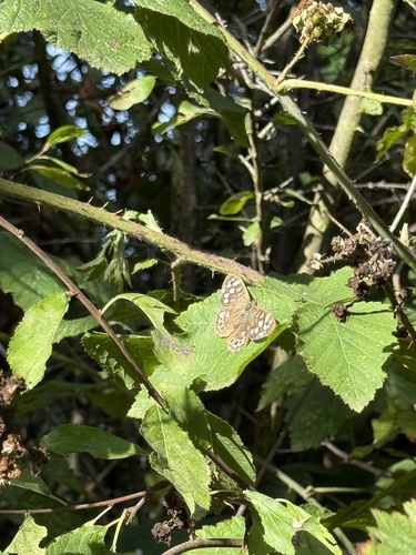 Speckled Wood