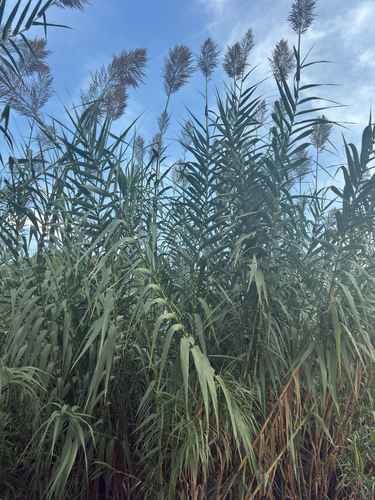 giant reed