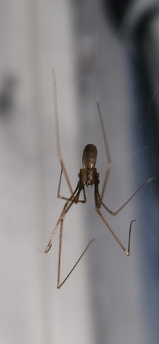 Harvestman Cellar Spider