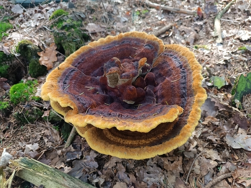 European Dyer's Polypore